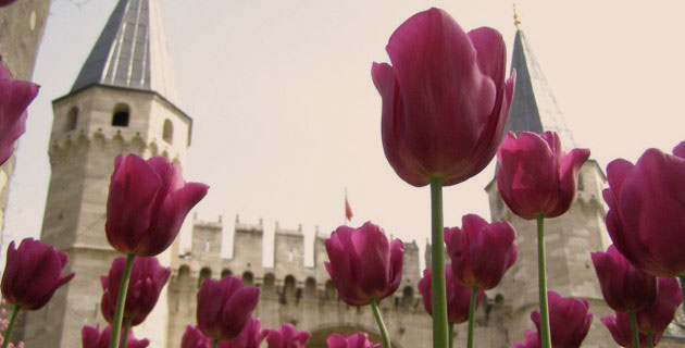 Dalla Turchia all’Olanda - I tulipani del Topkapi Palace