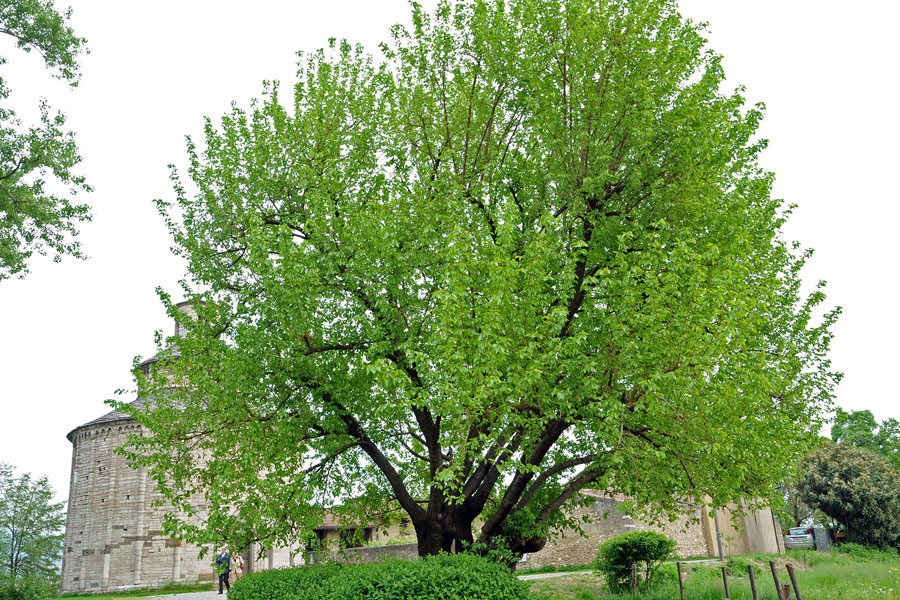 Una nuova piantagione di gelsi per la bachicoltura