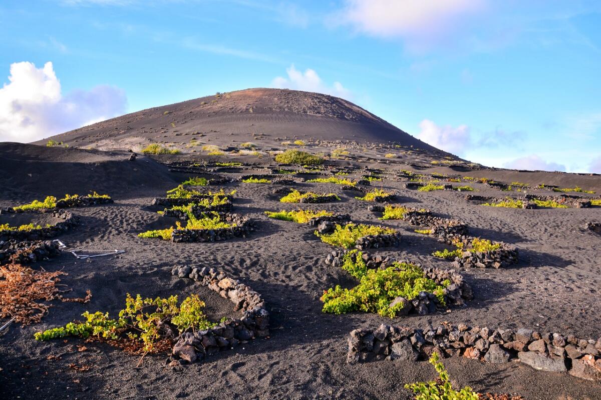 Malbec, come il grande uomo dalle montagne rese fertile anche il deserto