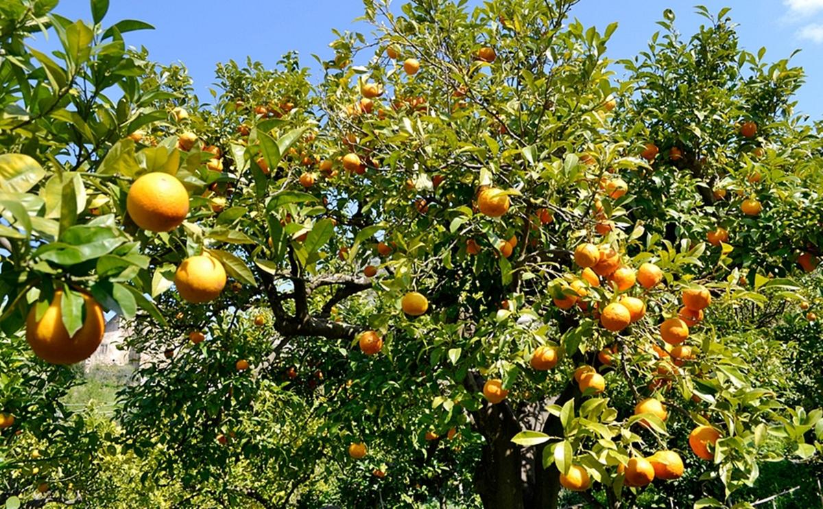 Fondi Città del Gusto, una esperienza culinaria tutta da provare