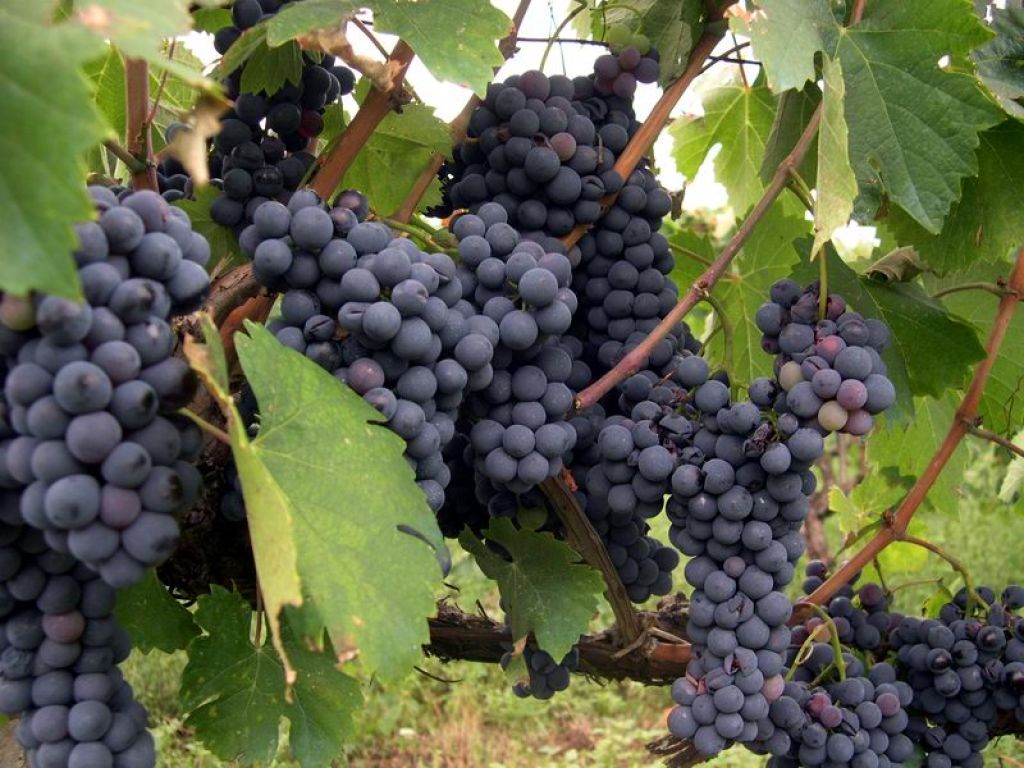 Cesanese del Piglio DOCG e la 47° Festa dell'Uva