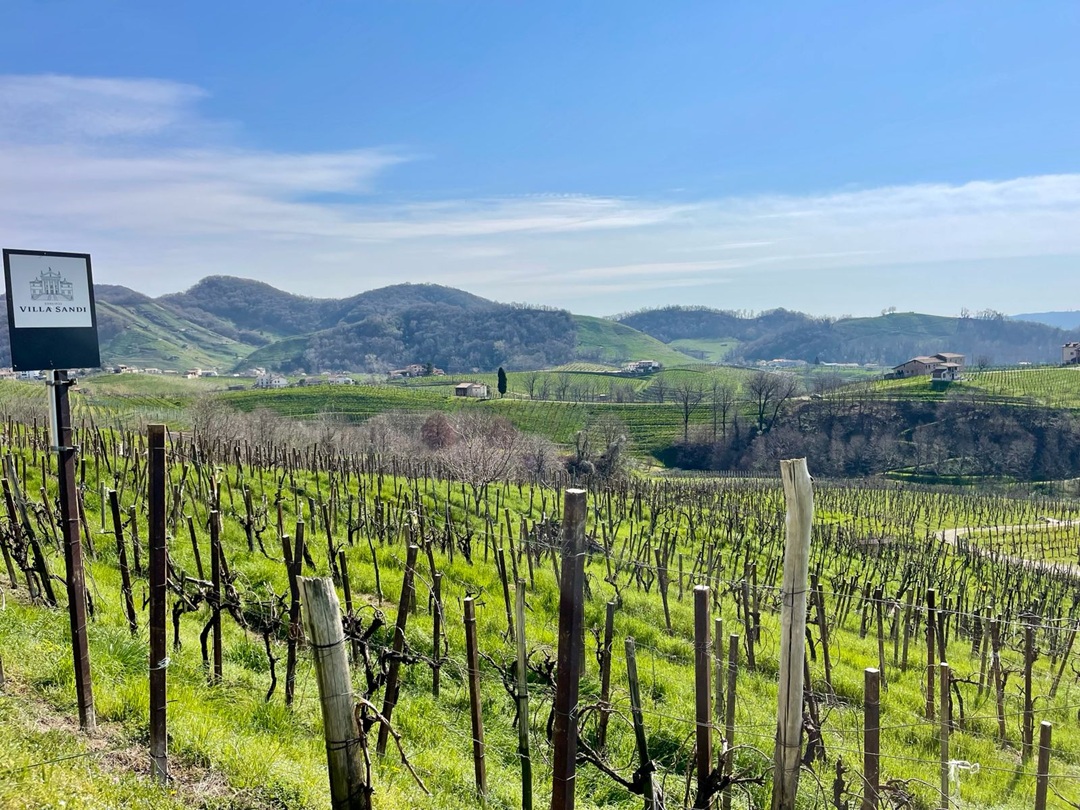 Vini Maria Vittori a Bassano del Grappa  