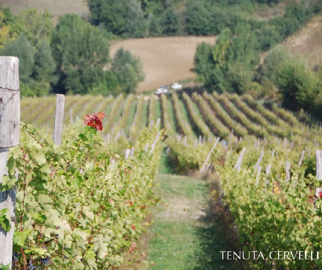Tenuta Cervelli - Maresciallo Merlot wine