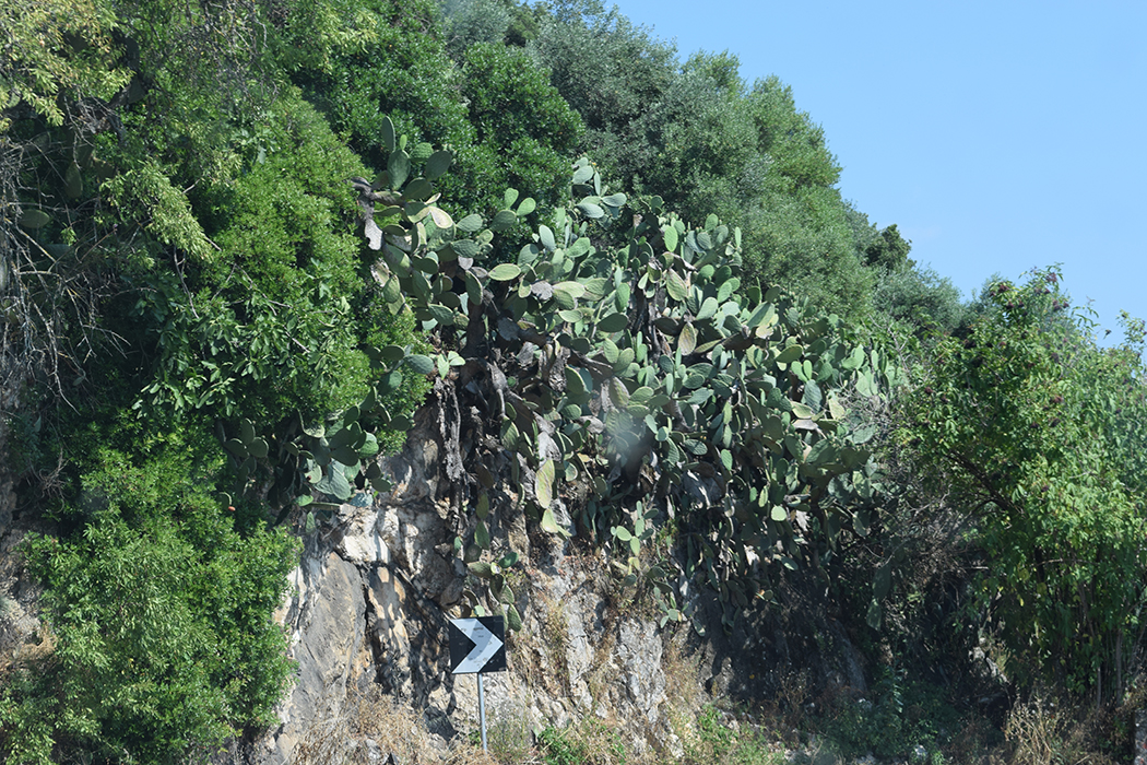 Norma. Prickly pears