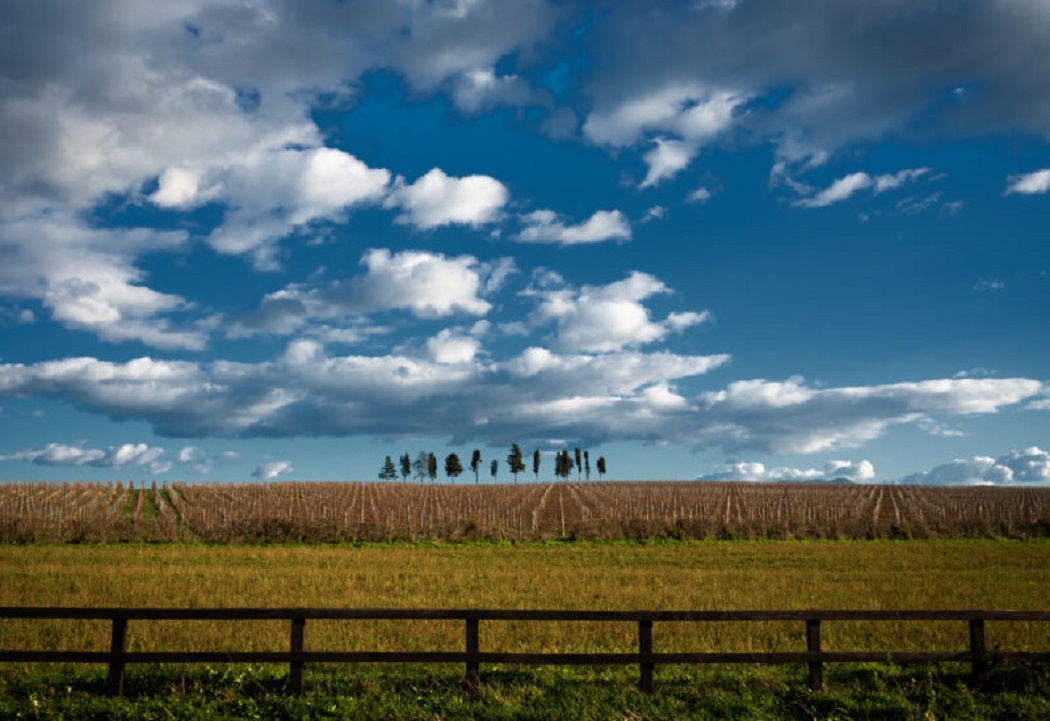 Semillon, Azienda Agricola  Selva di Paliano