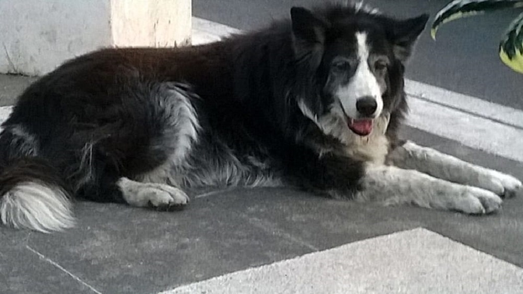 Stella il cane adottato dai bimbi a Paliano