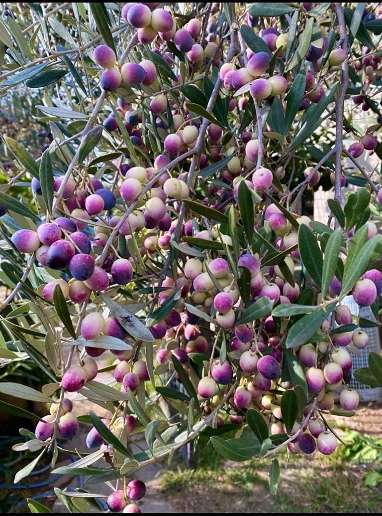 Olio extra vergine monocultivar di Rosciola Donna Vittori Olio extra vergine monocultivar di Rosciola Donna Vittori