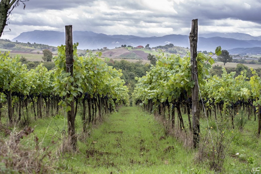 Genesta wine, Lazio IGT of Boscocastello