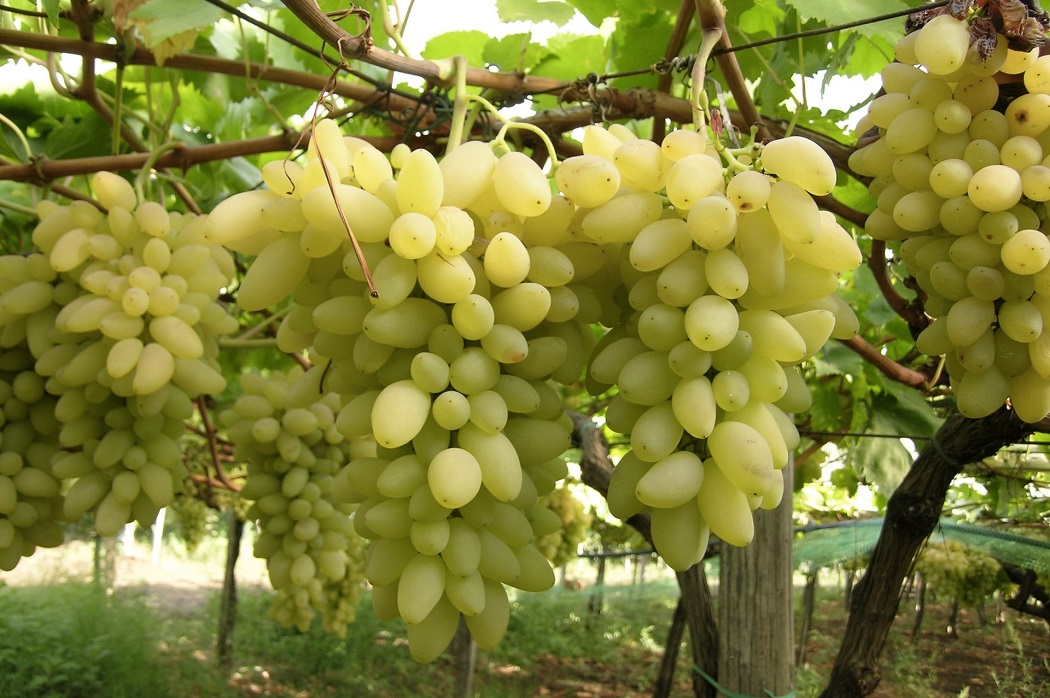 Pizzutello Grapes