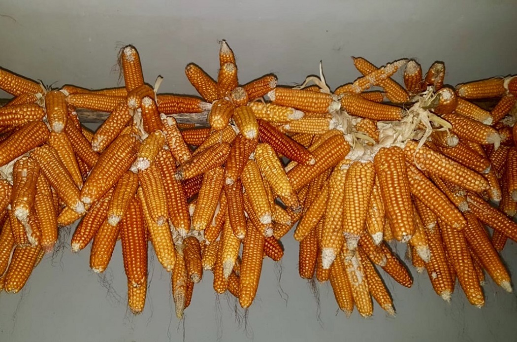 Agostinella corn