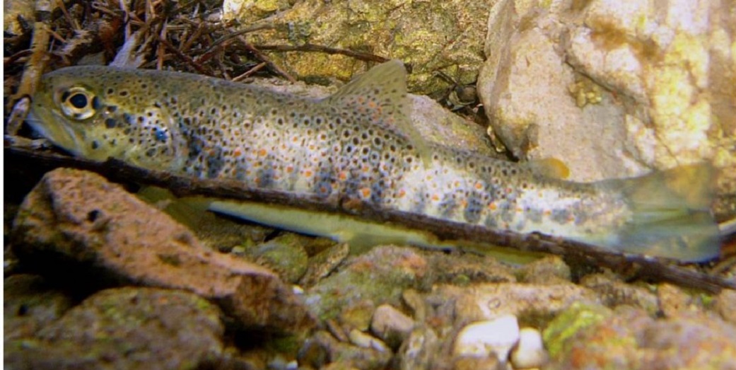Trota Fario Mediterranea
