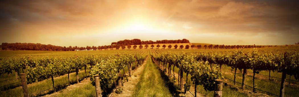 Casale 5 Scudi, Evoluzione Rosso merlot