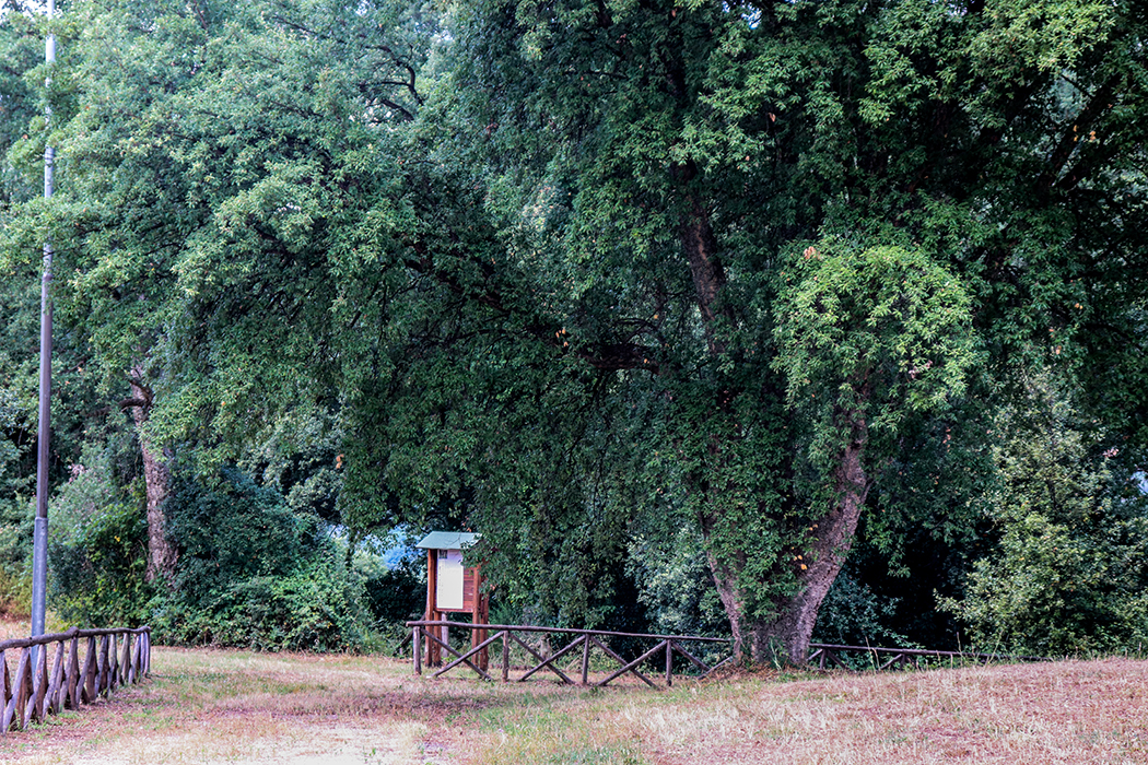 Priverno. Bosco di San Martino