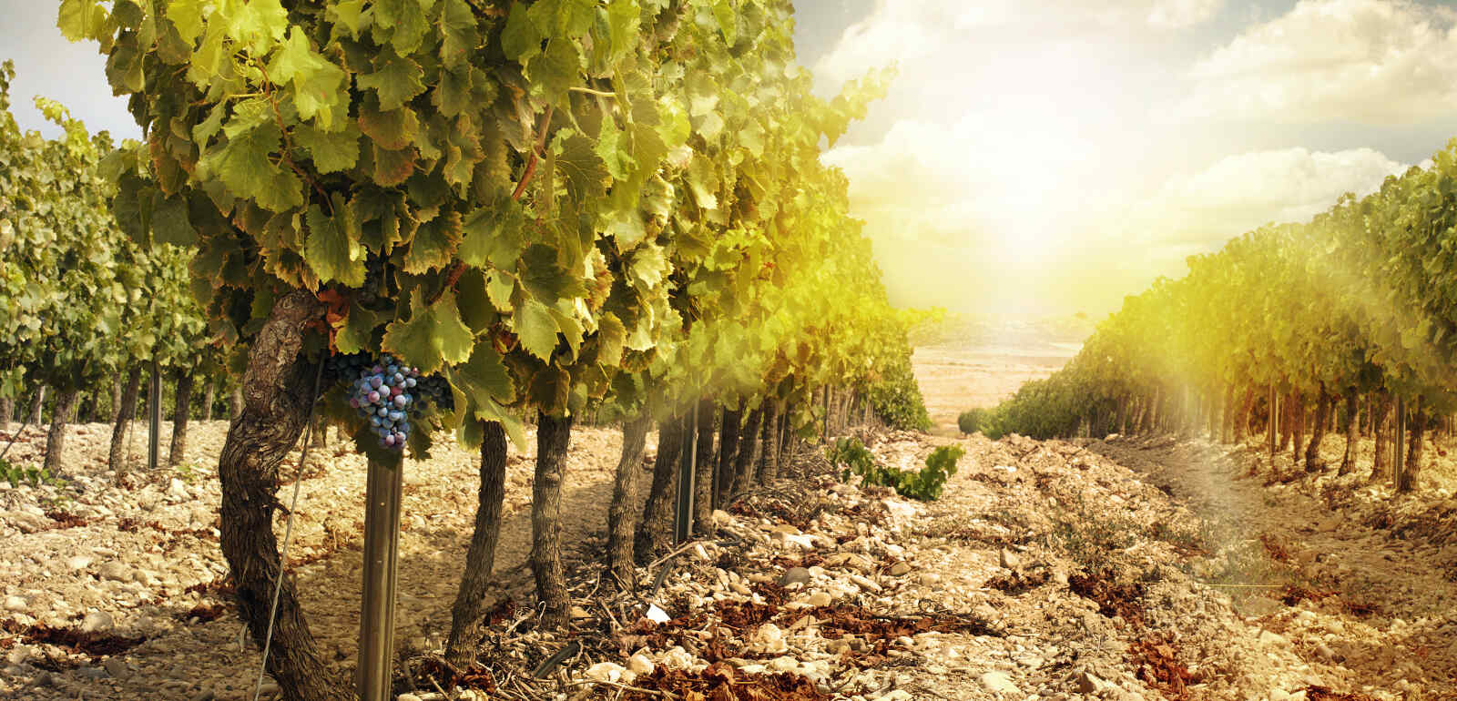 Arlena di Castro. Tarquinia DOC Wine