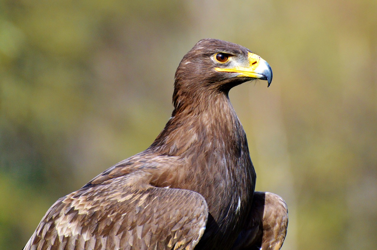 MUSAQ museo dell'Aquila Reale   