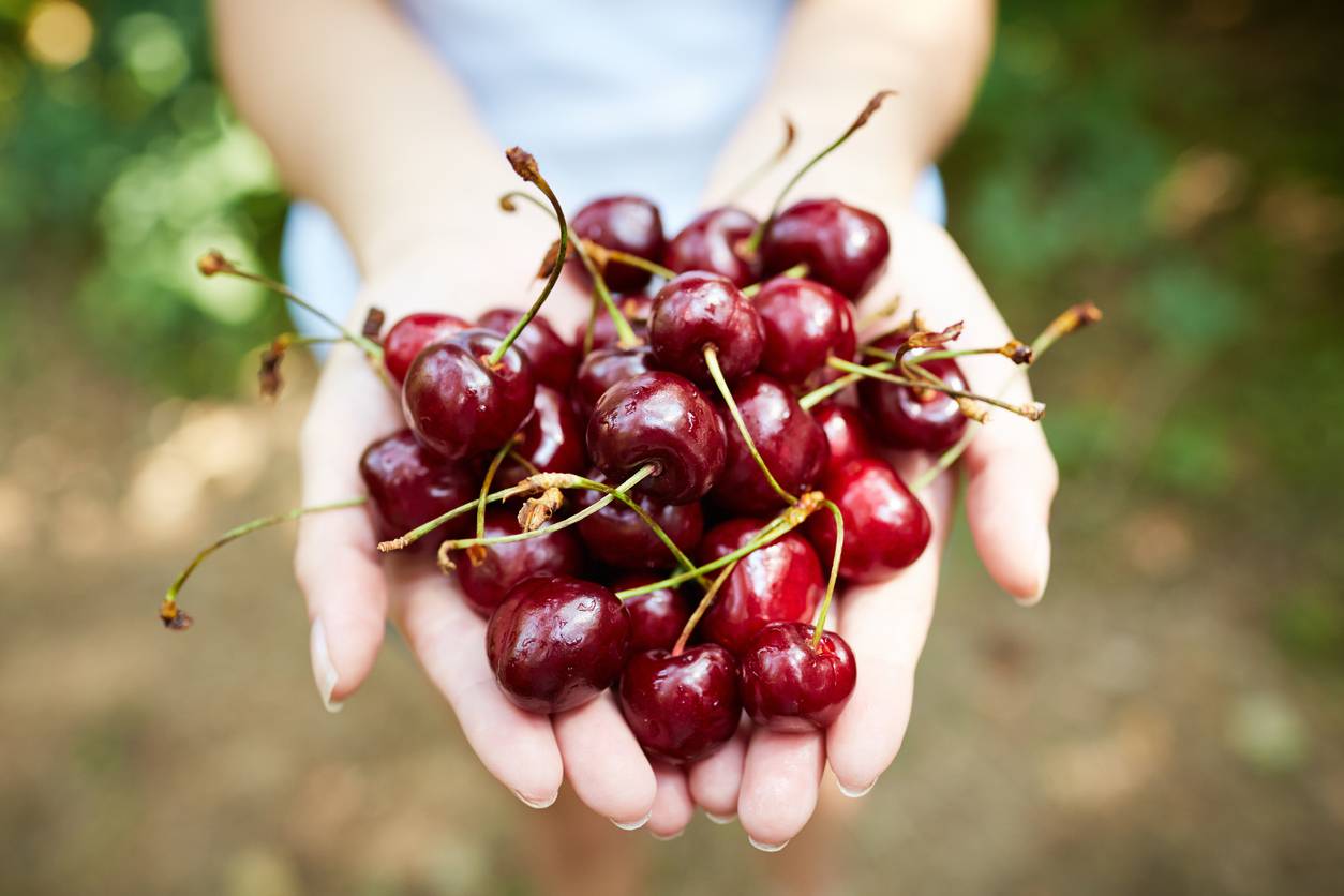 Maenza. Cherries