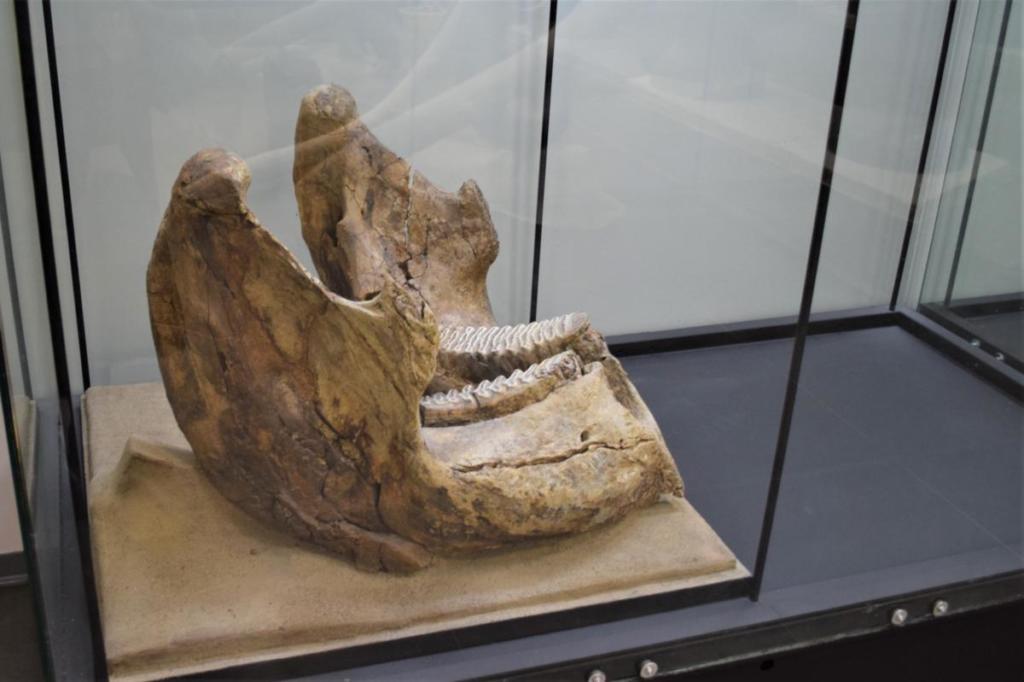 Da giovani archeologi al museo, il senso della storia a Colleferro