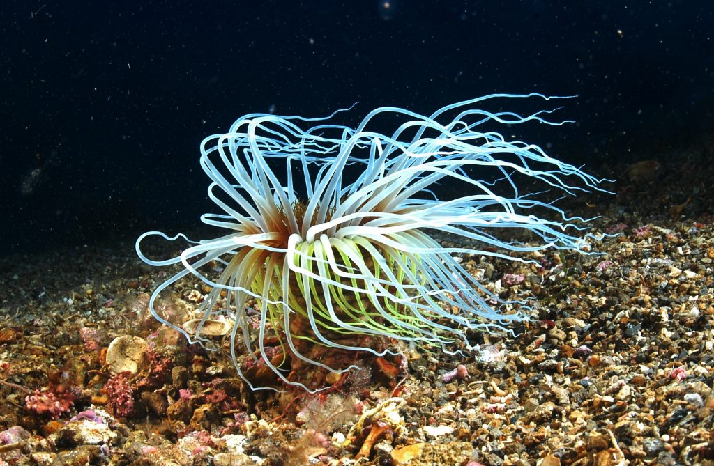 Ventotene - Fondali Anemoni e Fauna by Ettore Caratelli