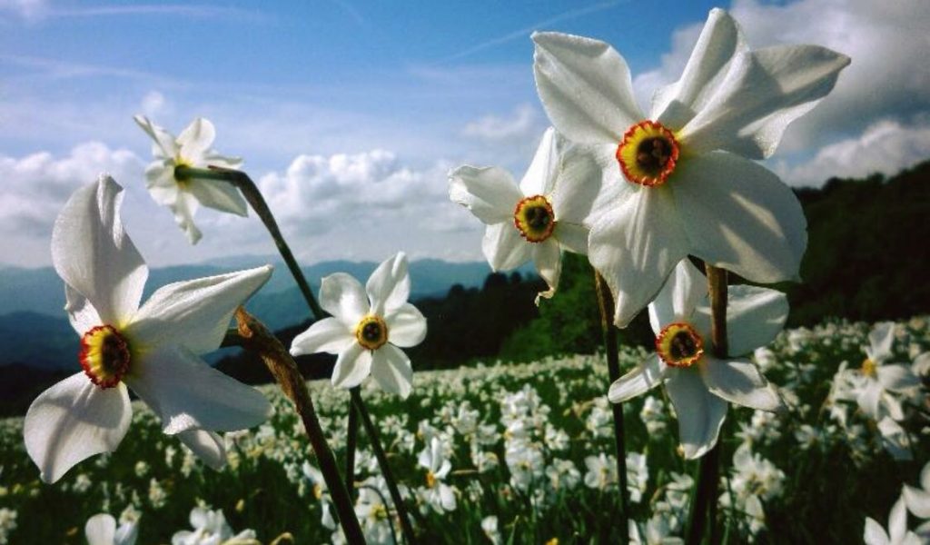 Rocca Priora Narciso