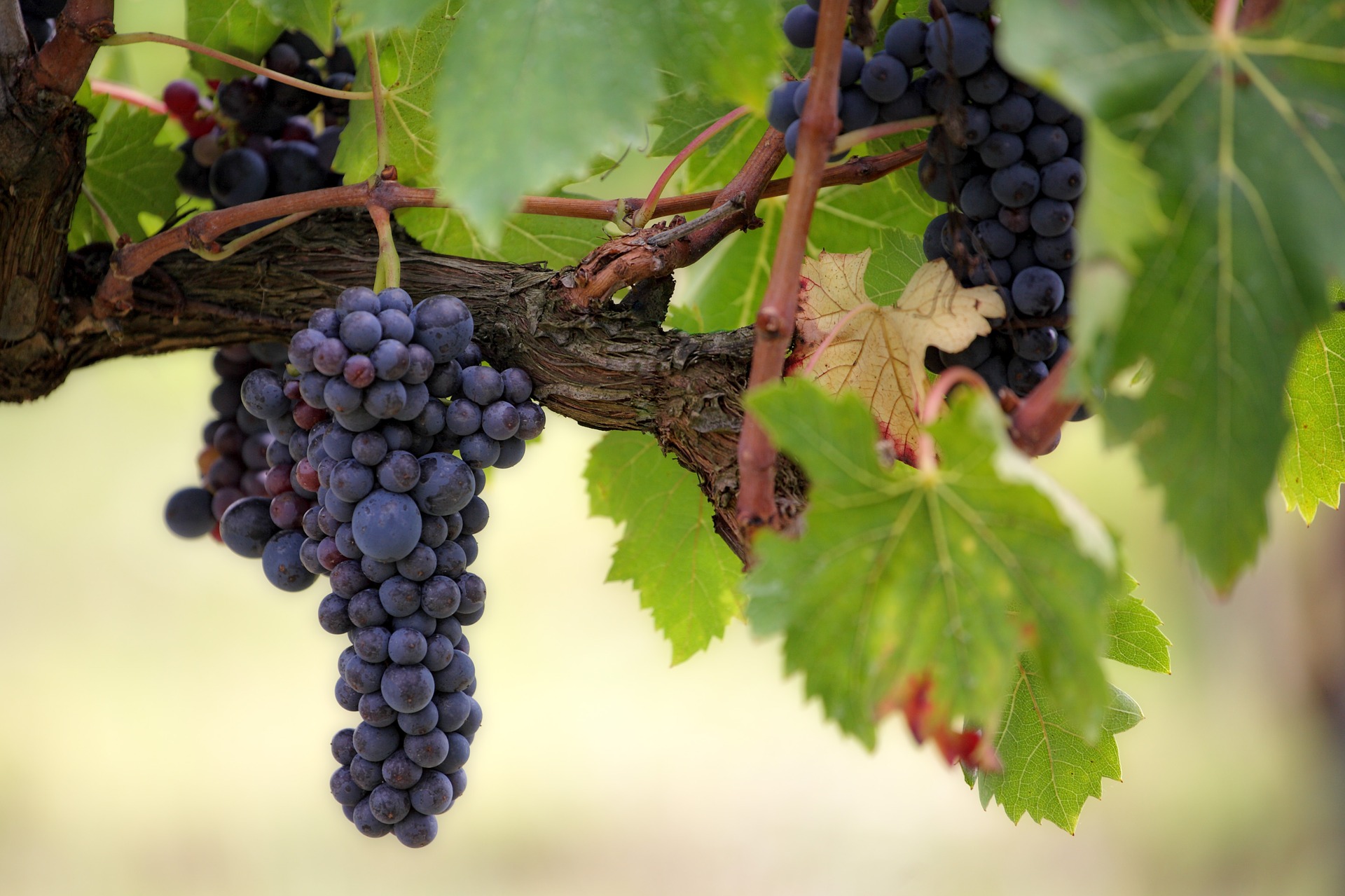 La strada del vino Cesanese del Piglio DOCG