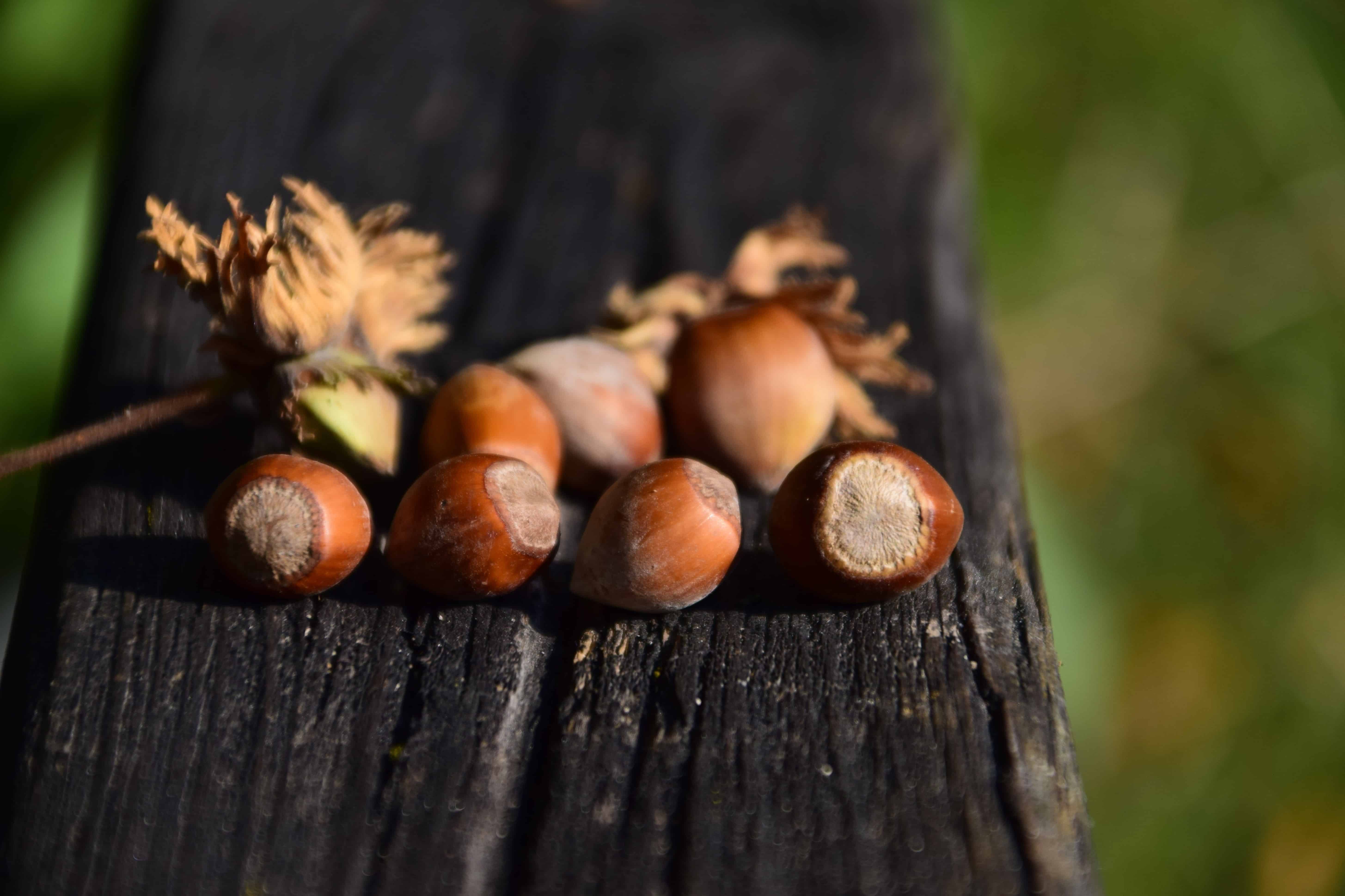 Labico. Hazelnut