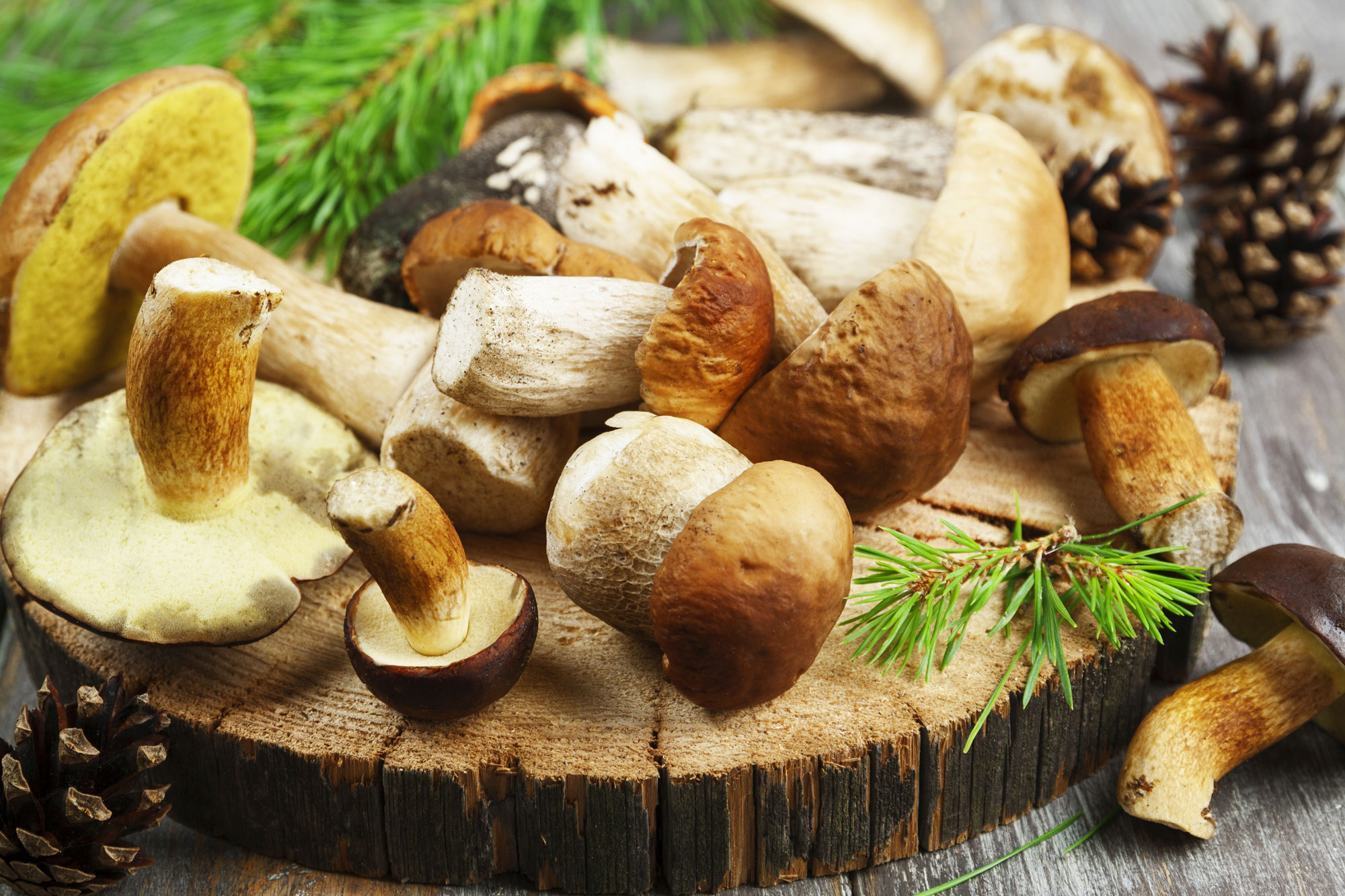 Rocca di Papa. Chestnuts and Porcini Mushrooms