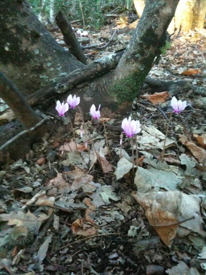 Rocca Priora. Parco dei Castelli Romani