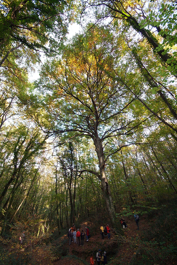Ceccano- Vecchio faggio escursione by Paolo Fusacchia